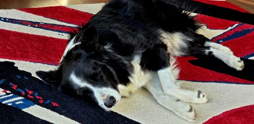 Customer photo review of Iron Paws Premium Dog Supplement