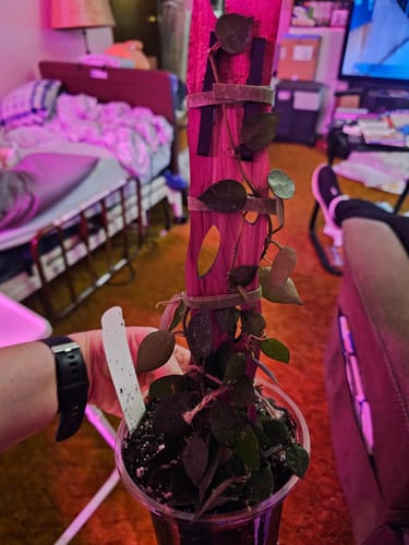 Customer's Hoya krohniana 'Black' plant with dark leaves being trained to climb a cedar pole inside a home.