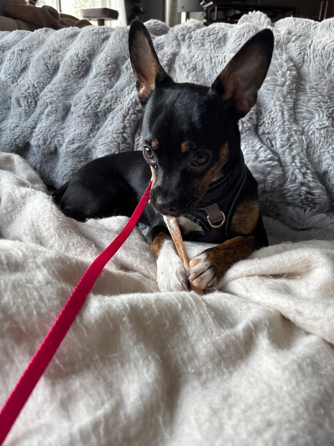 Customer photo review of 5-6 Inch Champion Chew