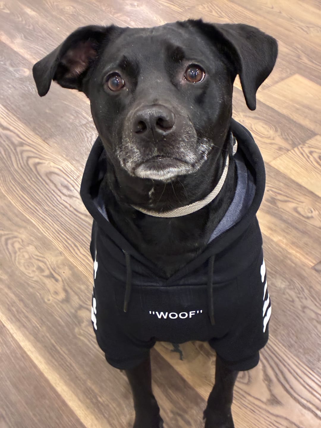 Customer photo review of "WOOF" Dog Hoodie - Black & Reflective