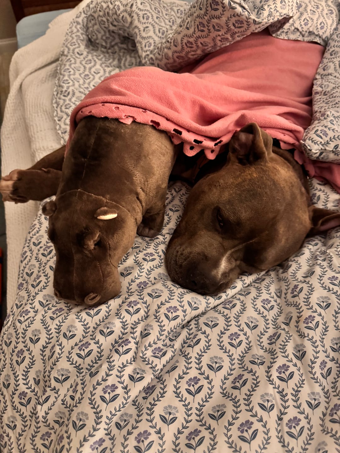 Customer photo review of Hippopotamus Soft Stuffed Plush Toy