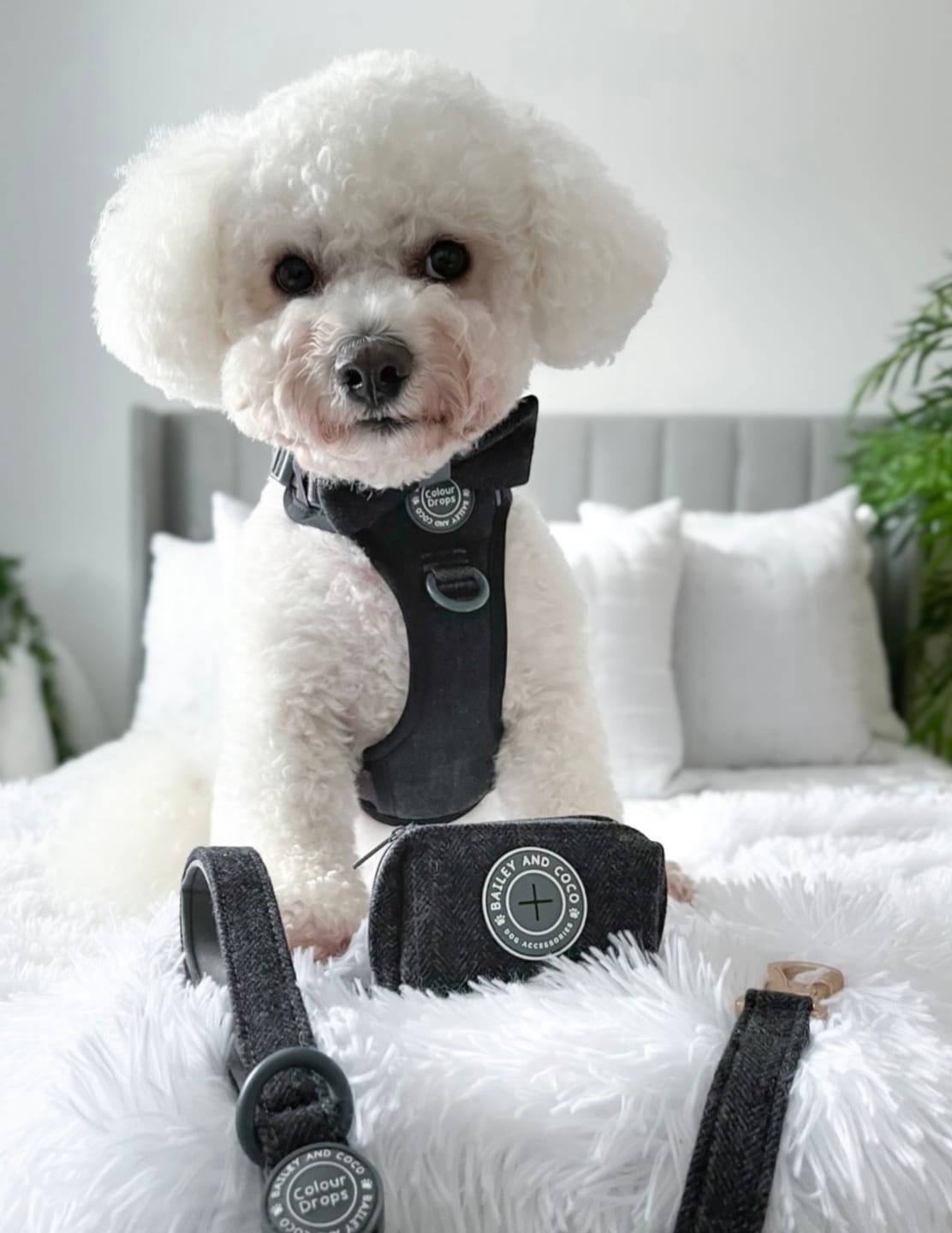 Customer photo review of Trail & Glow Tweed Dog Harness - Colour Drops - Charcoal Tweed