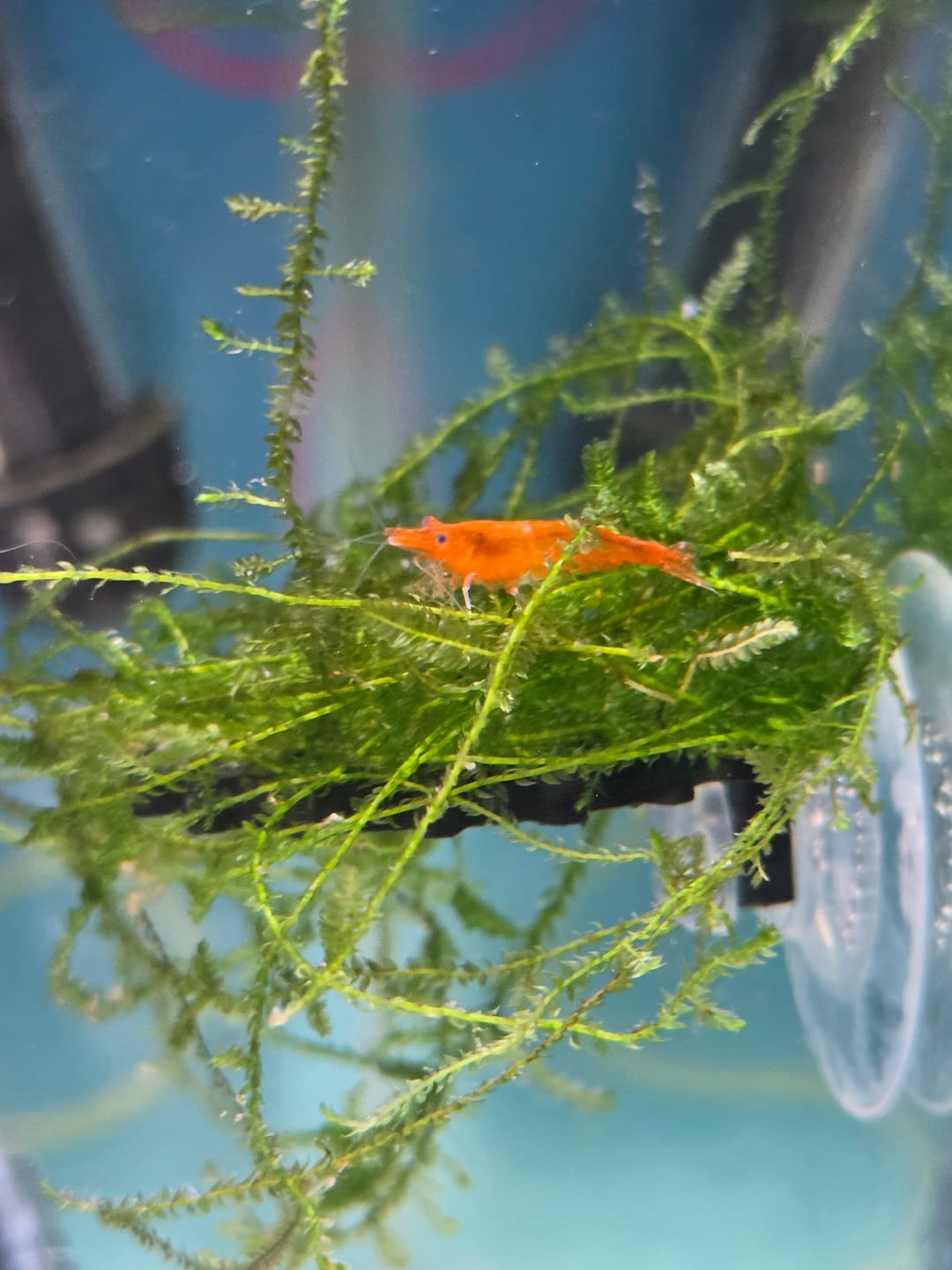 Customer photo review of Orange Sunkist Shrimp