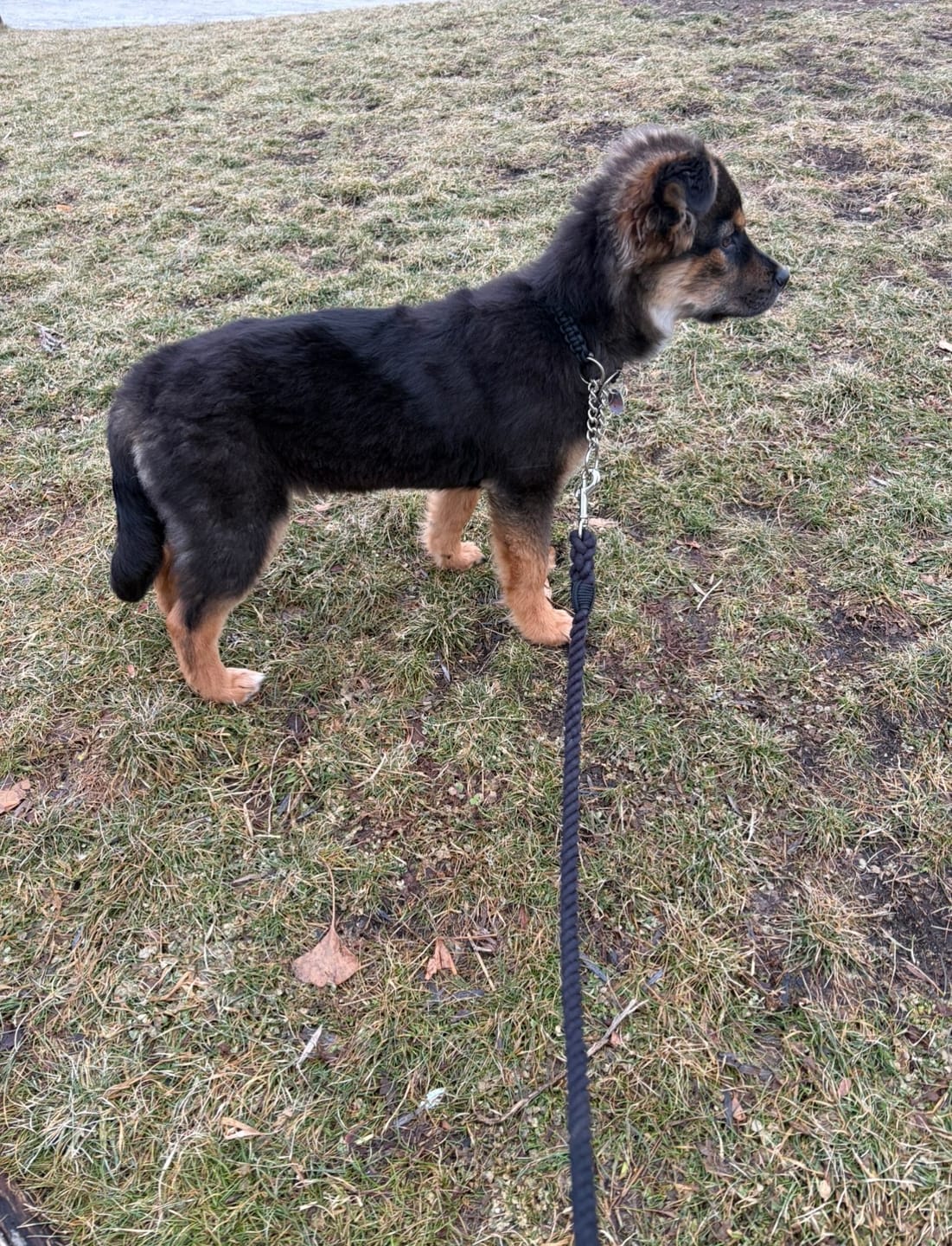 Customer photo review of 6-IN-1 Hands Free Cotton Rope Dog Leash