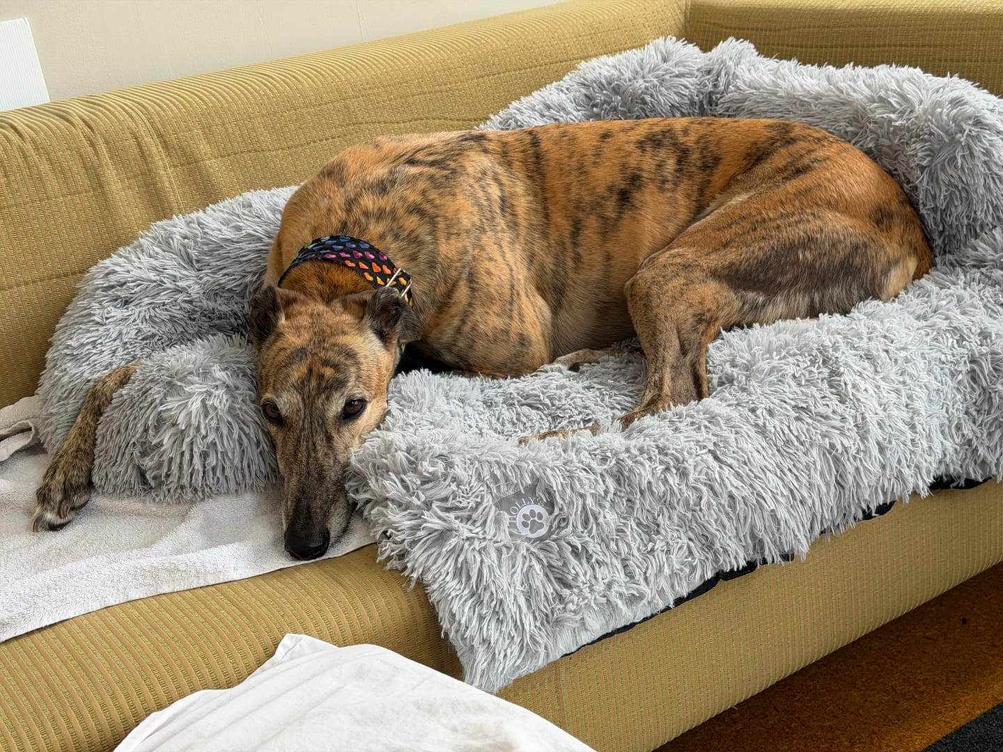 Customer photo review of Calming Couch Bed