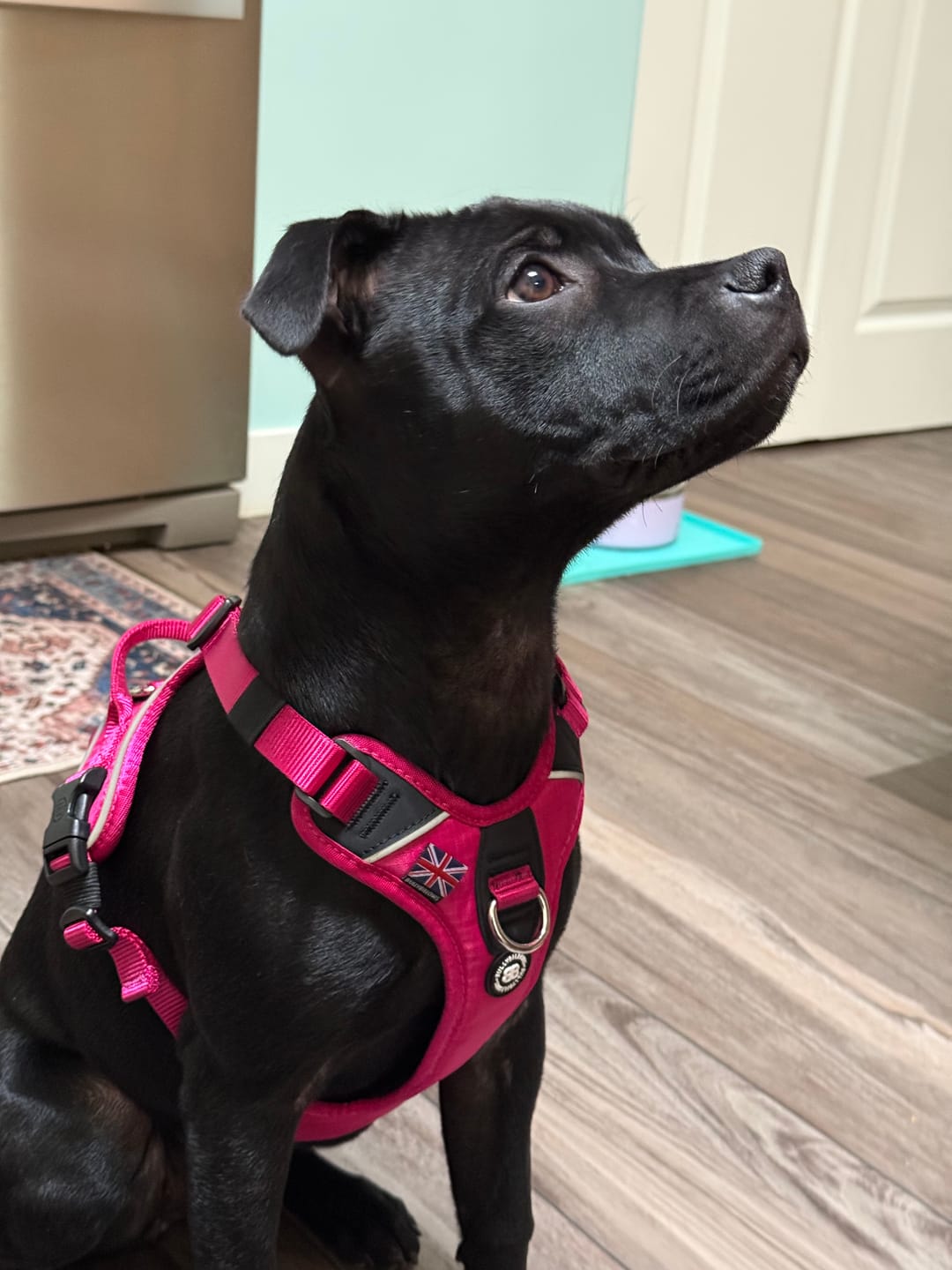 Customer photo review of Anti Pull Hurricane Harness Lighter | With Handle - Carminerose