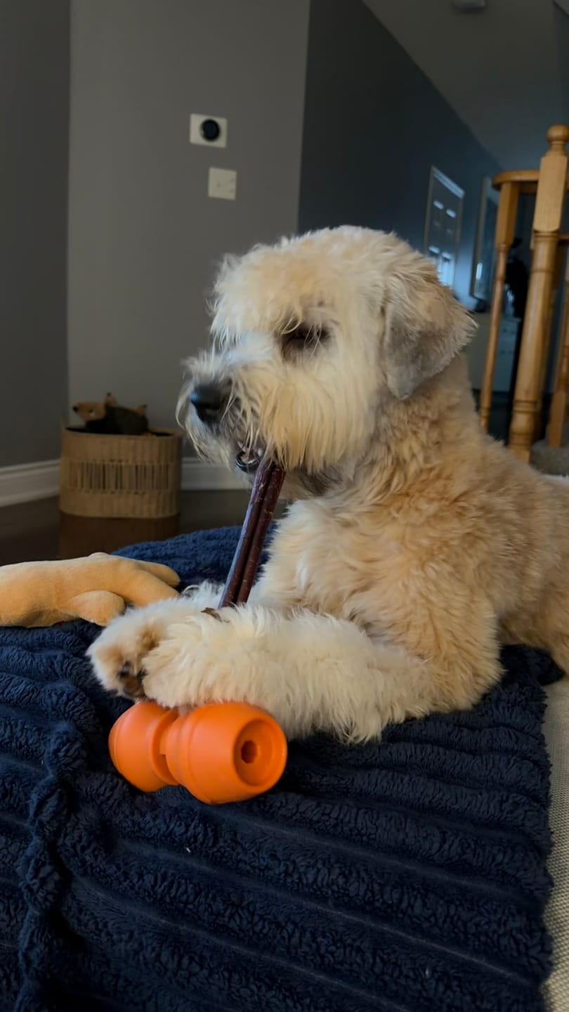 Customer photo review of 12 Inch Thick Bully Stick