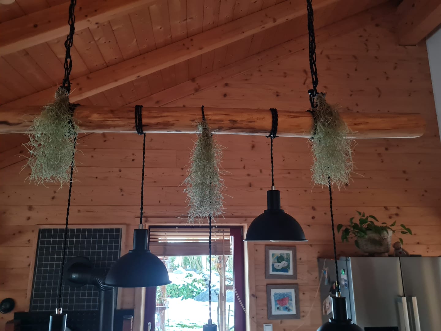 Customer photo review of 3er Set - Tillandsia usneoides - Louisianamoos -