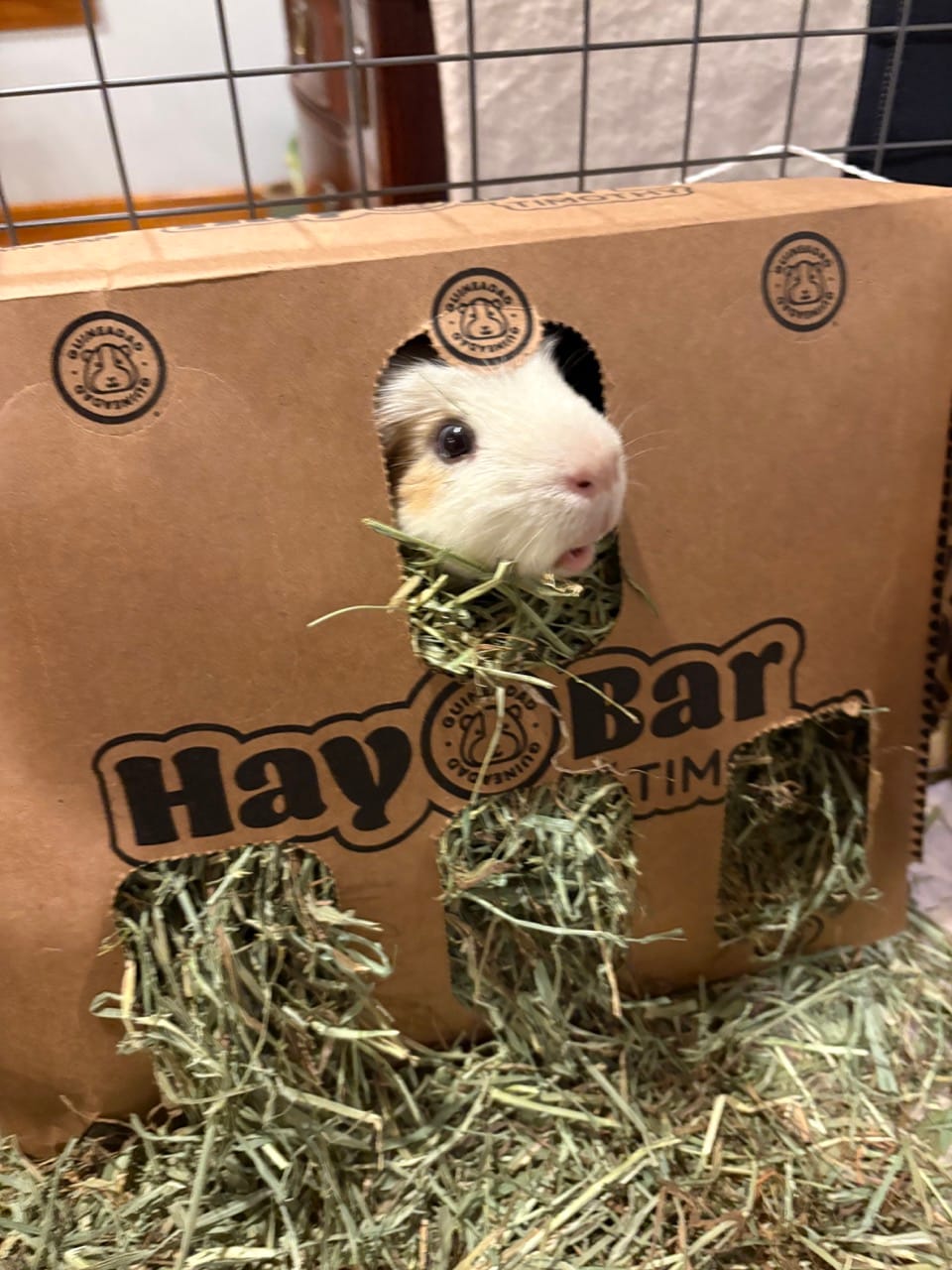 Customer photo review of GuineaDad Timothy Hay Bar for Guinea Pigs (5 Pack)