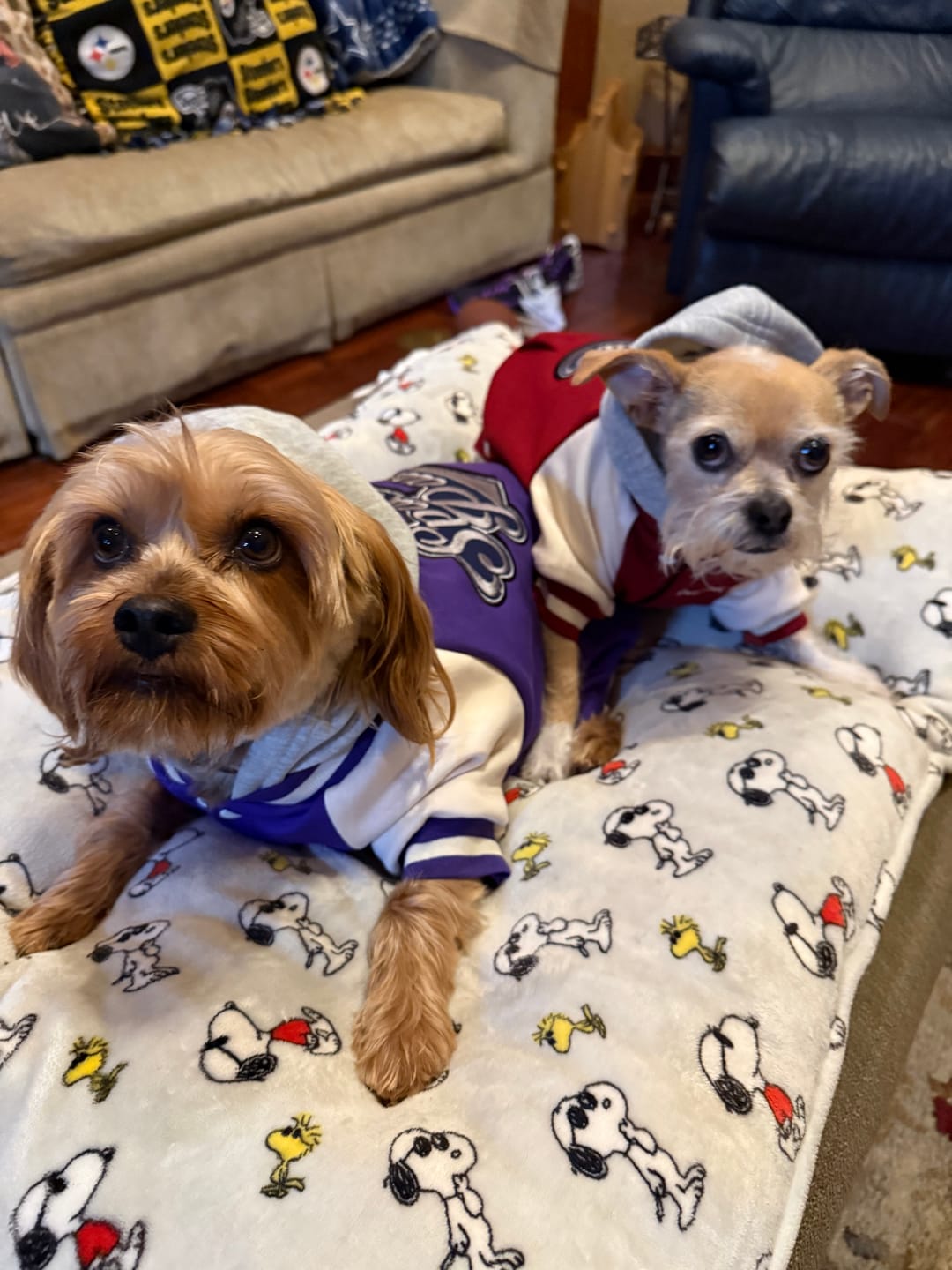 Customer photo review of Dog Varsity Jackets