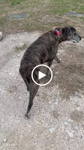 Customer video review of Petsmont Buddy Guard Special Offer