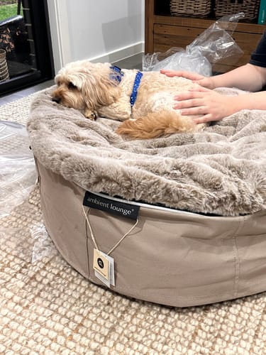 Customer photo review of Your Dream Dog Bed