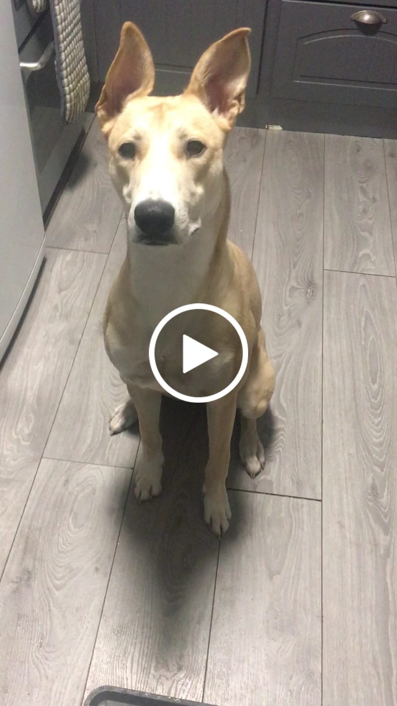 Customer video review of MultiProtein Dry Puppy Food