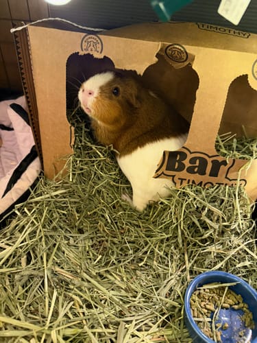 Customer's cute guinea pig peeking out from inside the cardboard GuineaDad Timothy Hay Bar in a cage full of hay.
