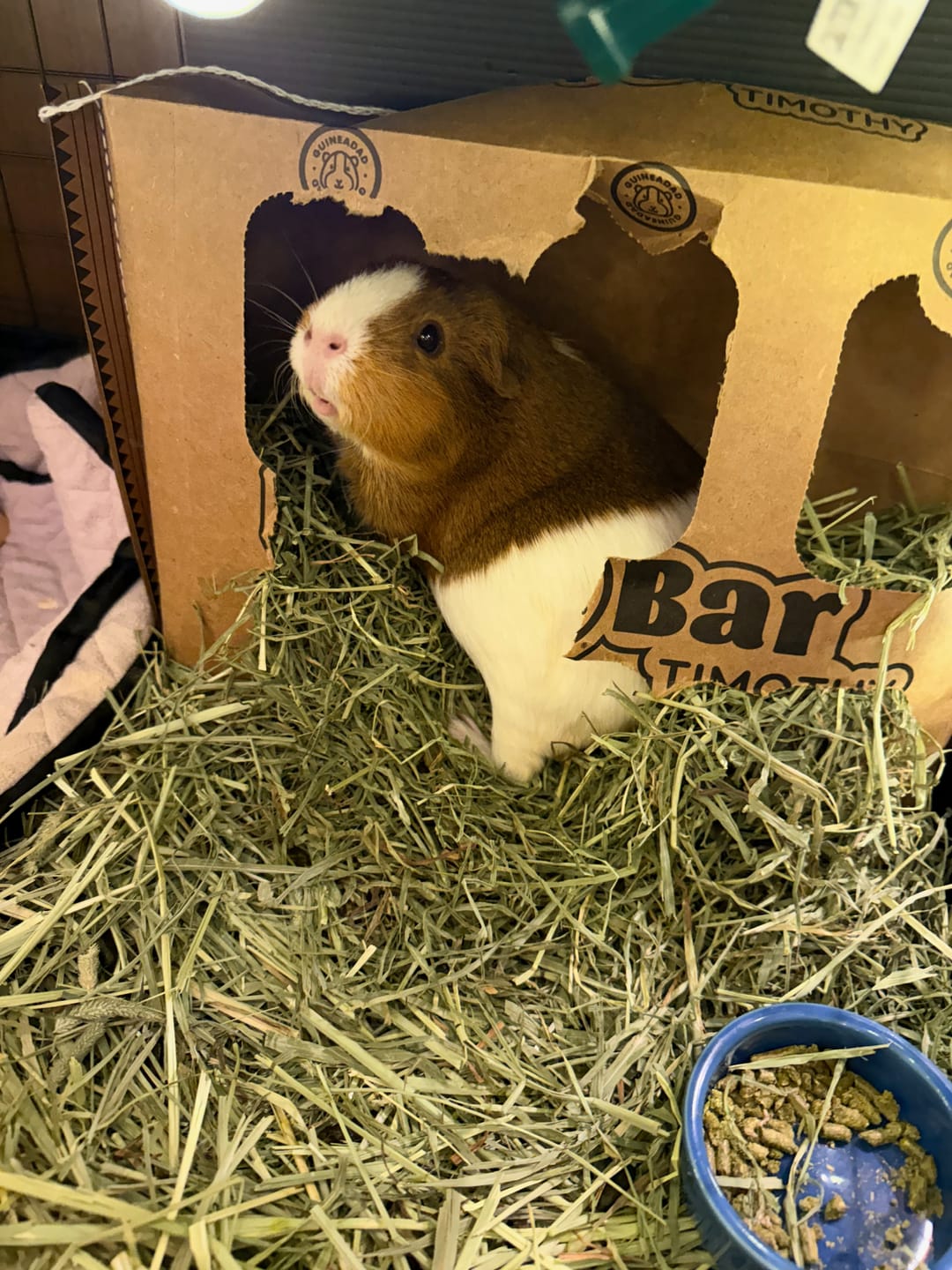 Customer photo review of GuineaDad Timothy Hay Bar for Guinea Pigs (5 Pack)