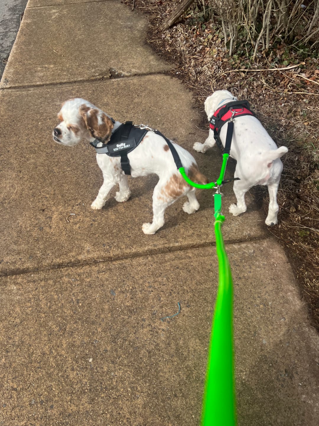Customer photo review of WUNDERball - Best Fetch Toy