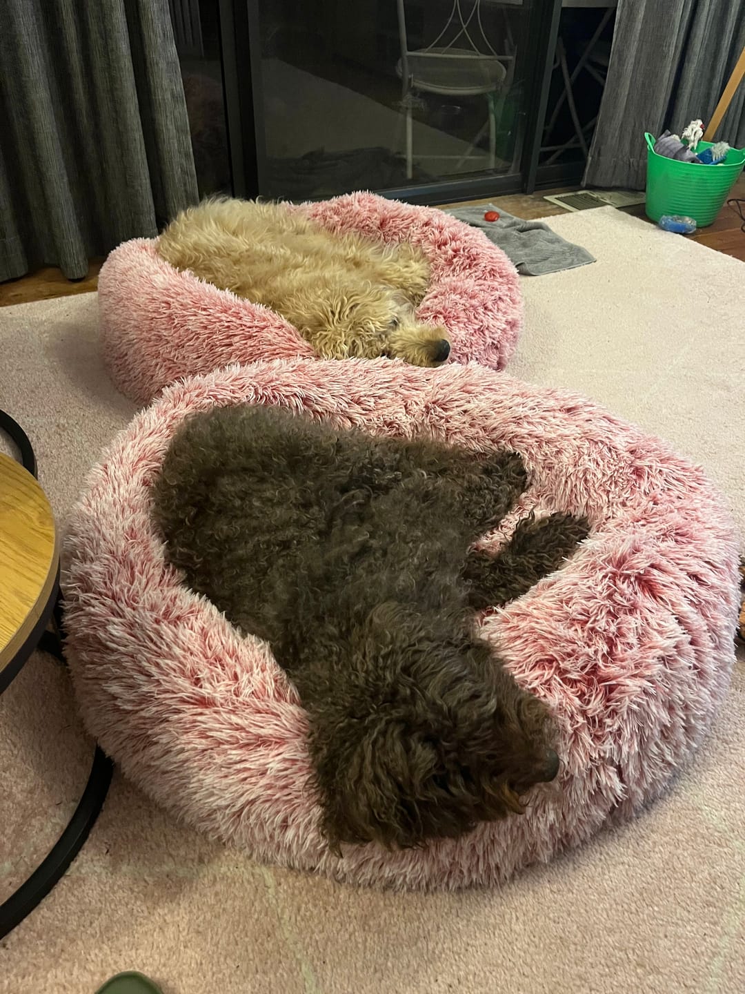 Customer photo review of Calming Pet Bed with Removable Cover