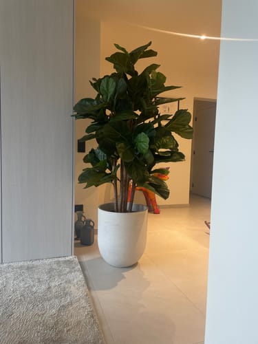 Customer photo review of Ficus Kunstplant 180cm