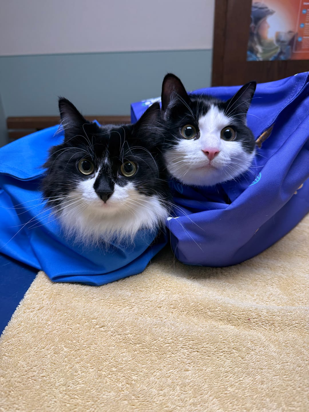 Customer photo review of Kitastic Cat Carrier