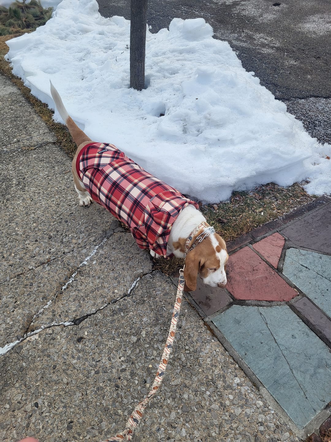 Customer photo review of Red Plaid Dog Hoodie