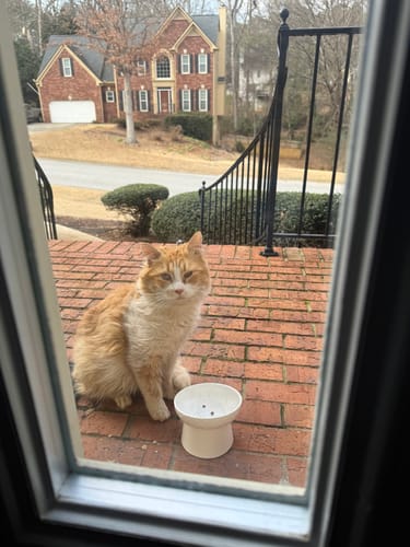 Customer photo review of Cat Eye Infection & Vision Support Remedy