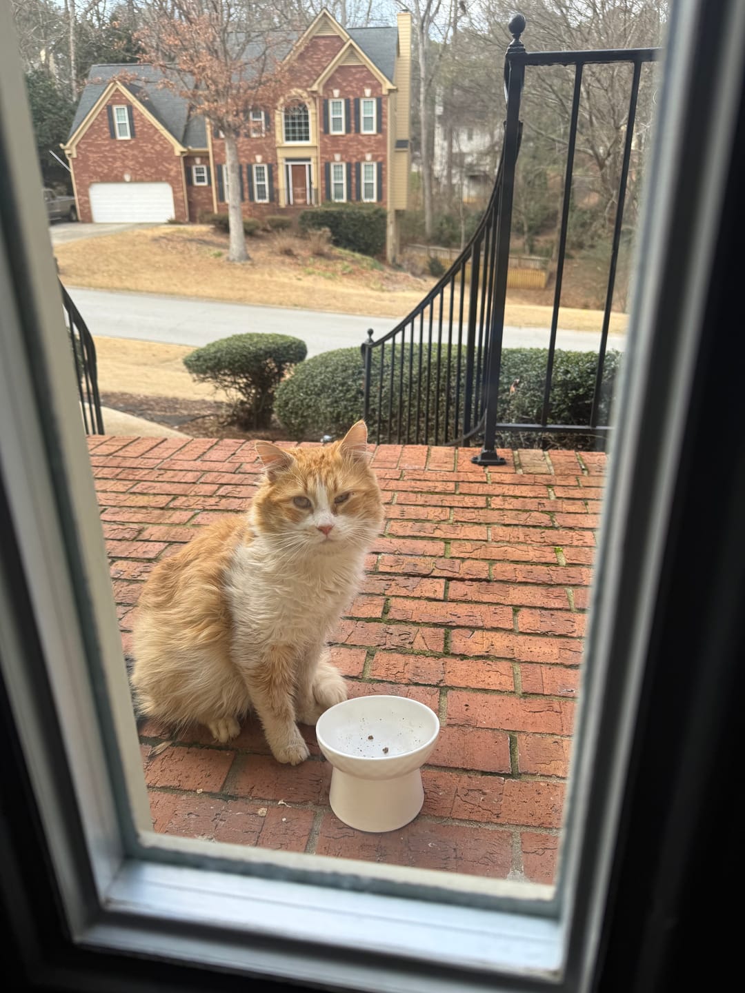 Customer photo review of Cat Eye Infection & Vision Support Remedy