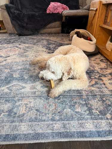 Customer photo review of Strawberry Yak Chews One Size Fits All