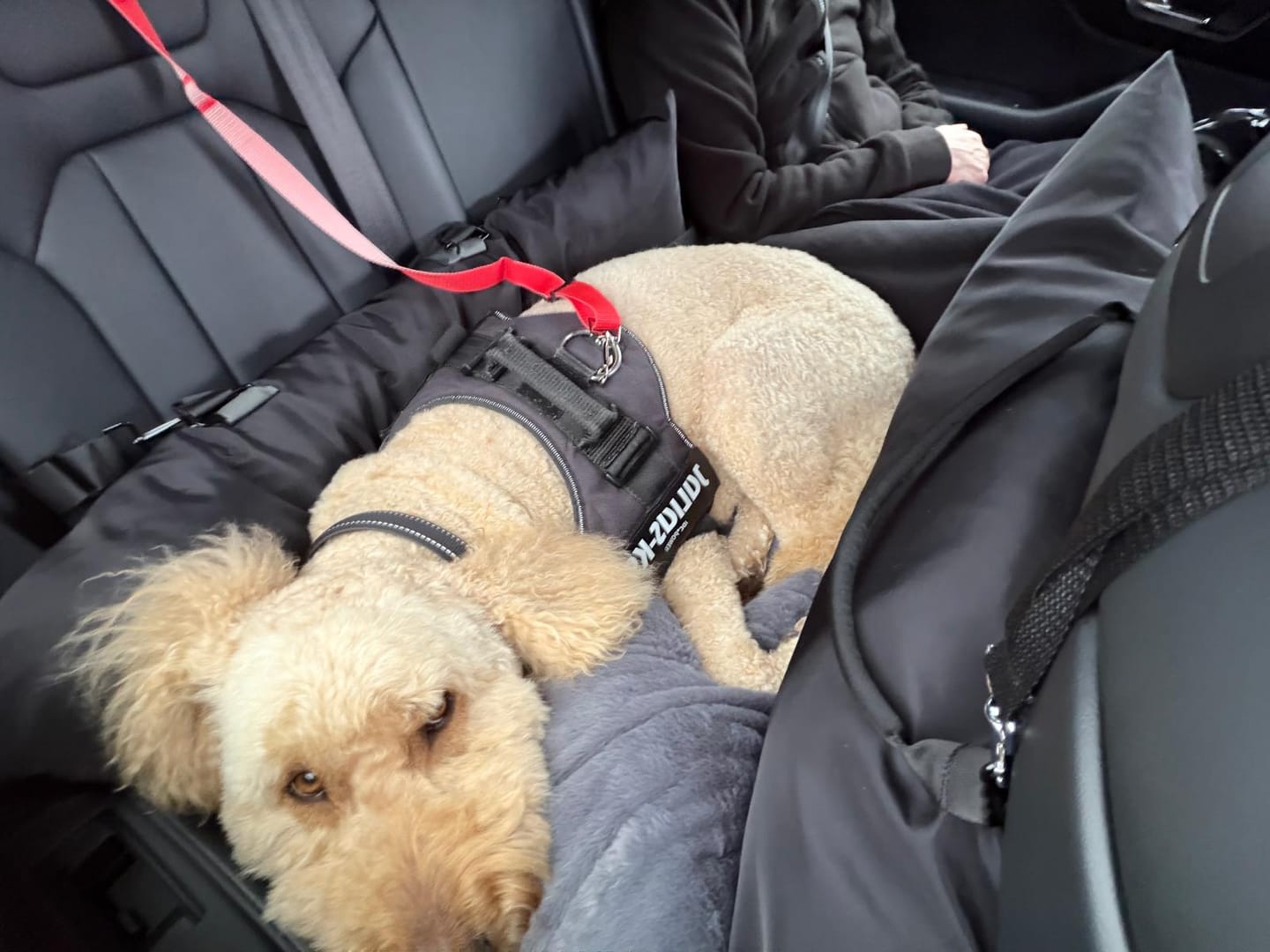 Customer photo review of Travel Dog Pod XL - Now With Isofix