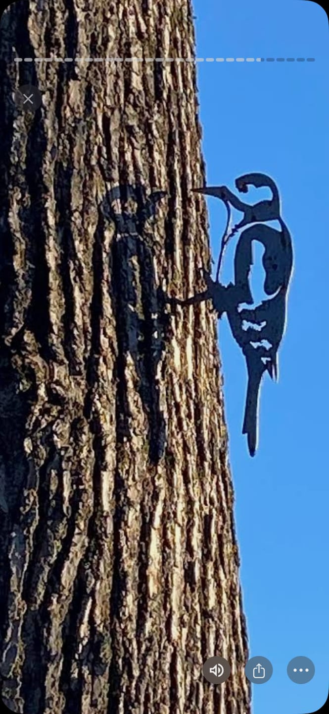 Customer photo review of Long-tailed Tit