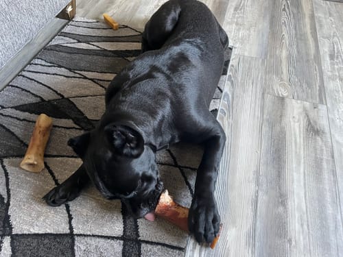 Customer's large black dog on a rug, enjoying a large chew from the gift bundle with others scattered around.