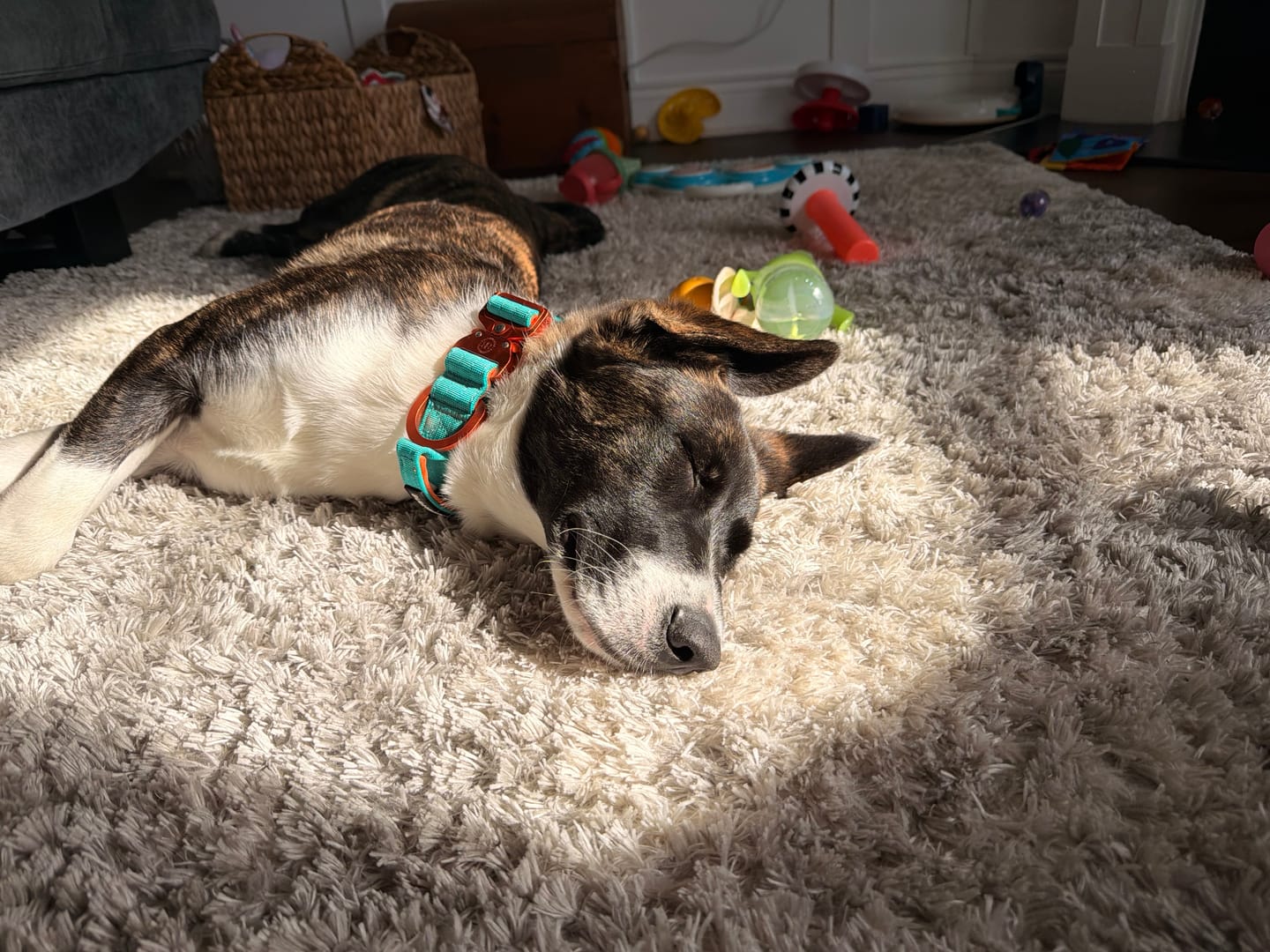 Customer photo review of 4cm LIGHTER Combat® Collar | With Handle Rated Clip - Turquoise & Orange
