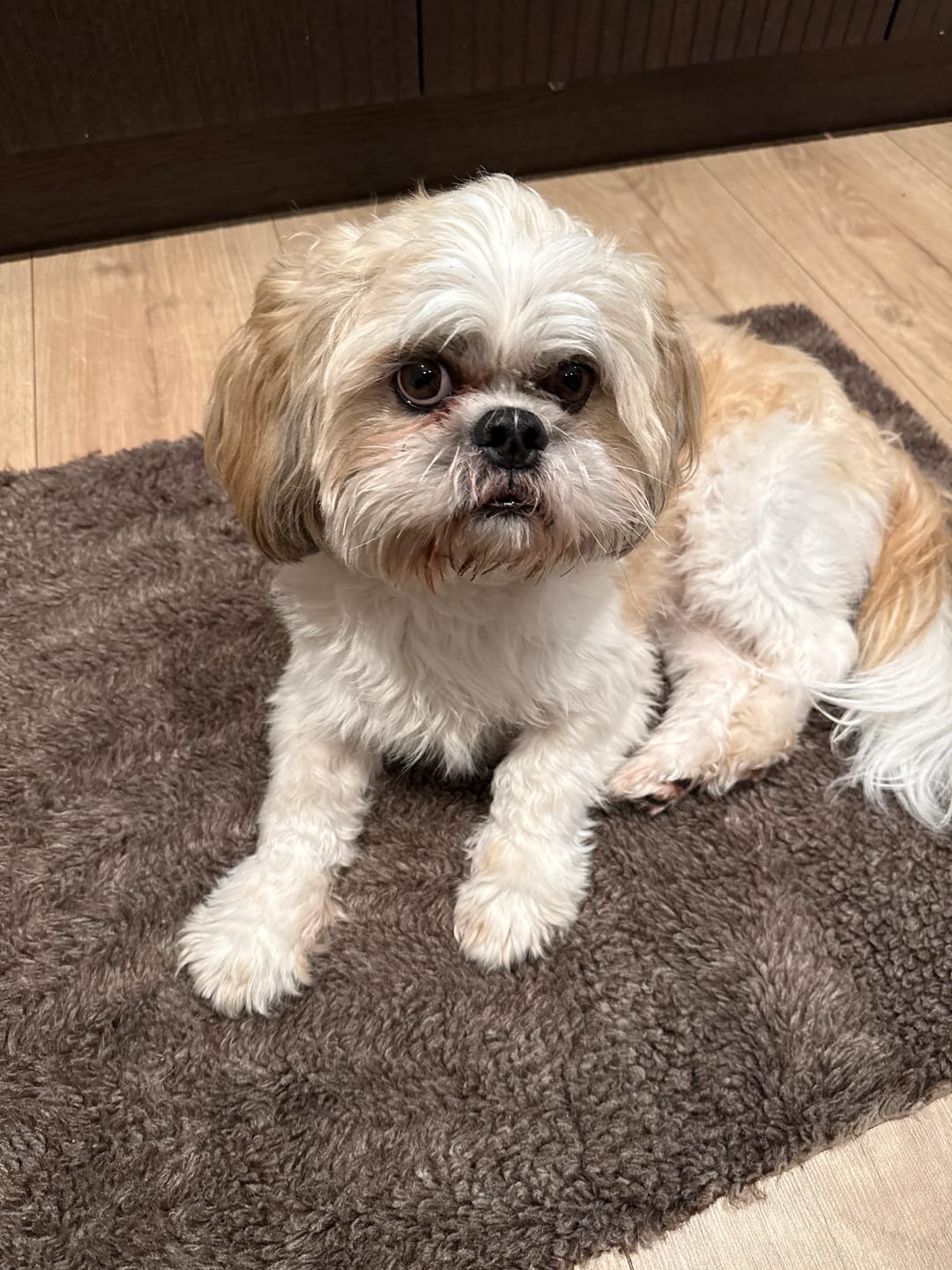 Customer photo review of Active Canis Vetbed, Brun