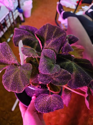 Customer holding their full, textured Begonia soli-mutata plant under a grow light.