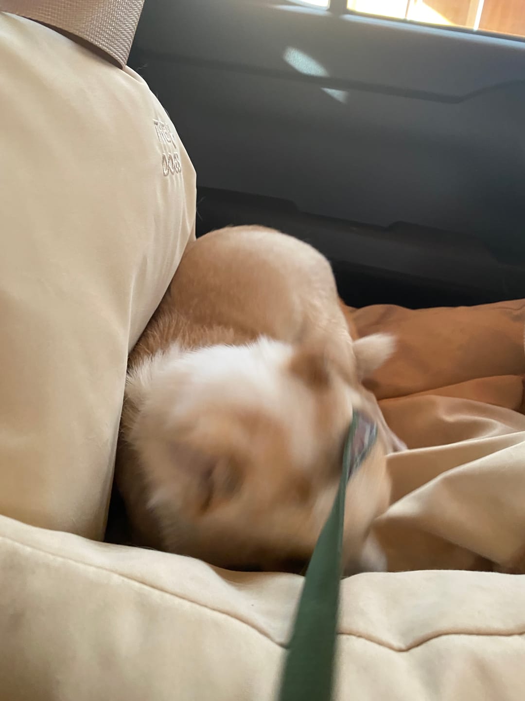 Customer photo review of Asiento Primera Clase THE DOGS — Viajes seguros y cómodos