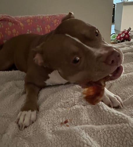 Customer's brown and white dog lying on a fuzzy blanket while happily chewing on a Pig Ear.