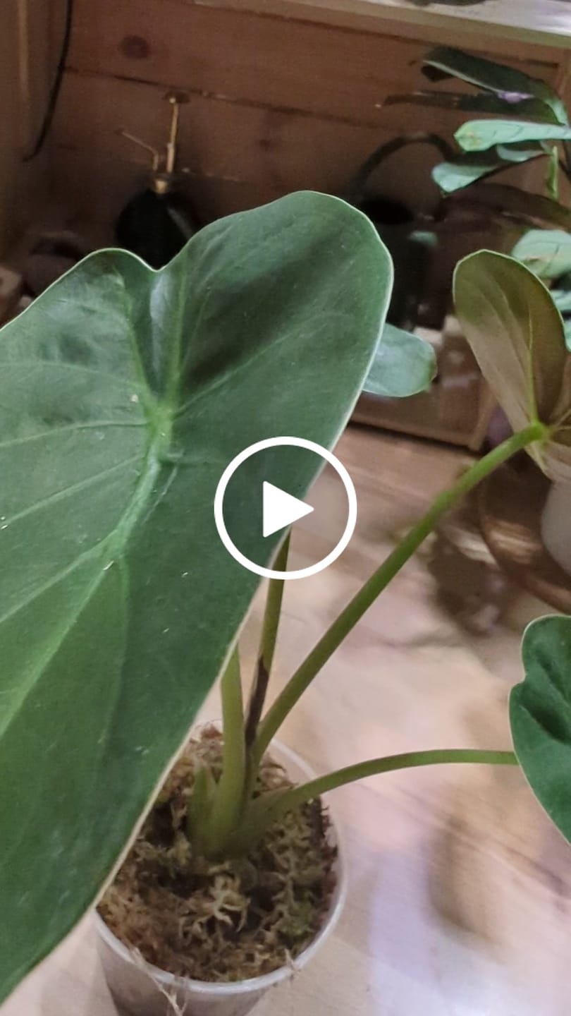 Customer video review of Sphagnum Moss
