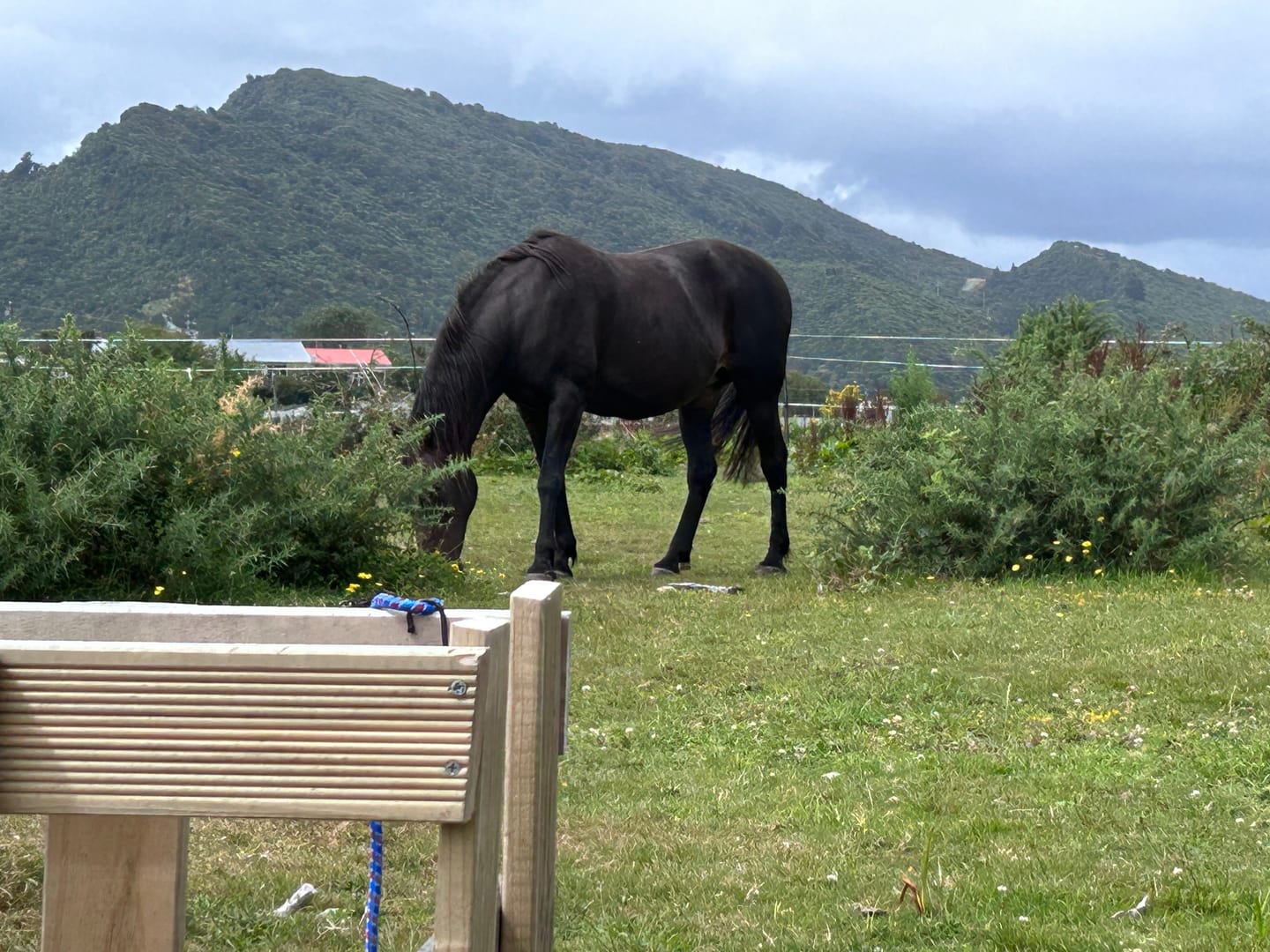 Customer photo review of Fourflax Equine Bone & Joint Oil