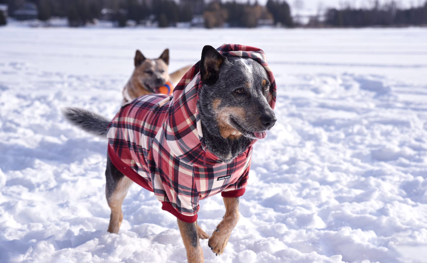 Customer photo review of Red Plaid Dog Hoodie
