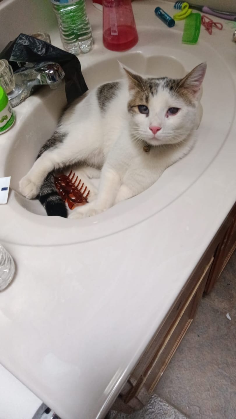 Customer photo review of Cat Calming & Aggression Aid