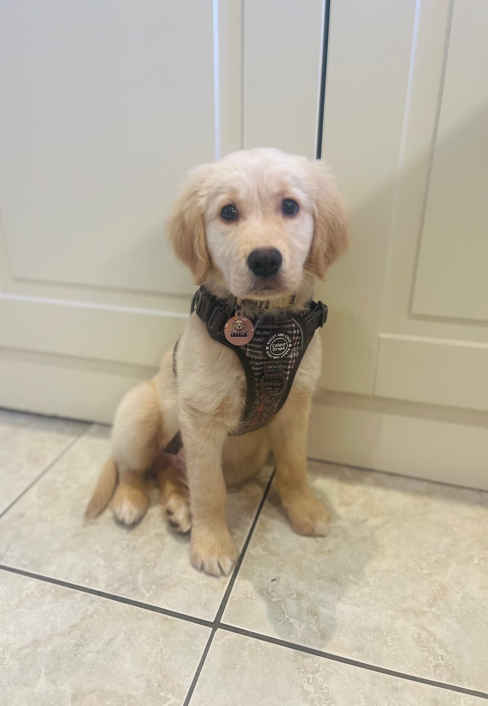 Customer photo review of Trail & Glow Tweed Dog Harness - Colour Drops - Heritage Plaid