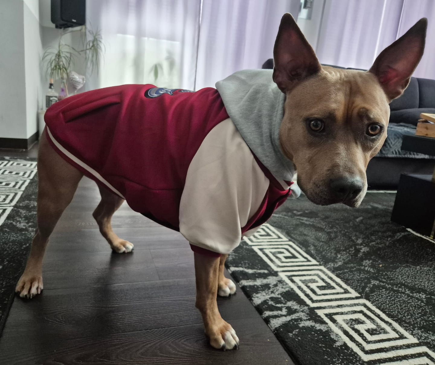 Customer photo review of Dog Varsity Jackets