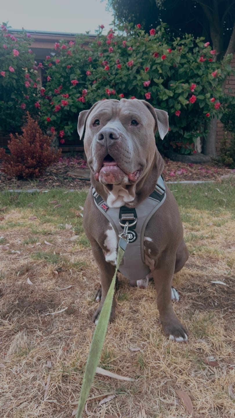 Customer photo review of Anti Pull Hurricane Harness Lighter | With Handle - Grey