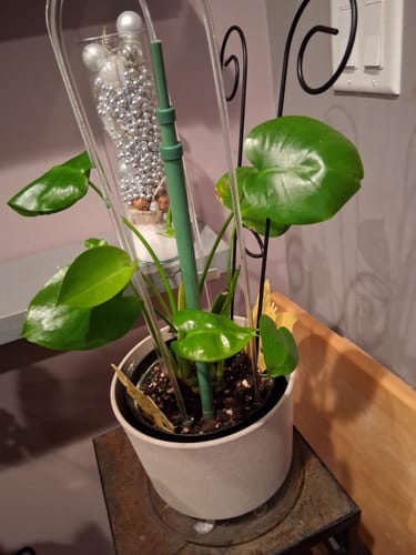 Reviewer's healthy Monstera plant with glossy green leaves, showing the results of the Houseplant Pest Spray.