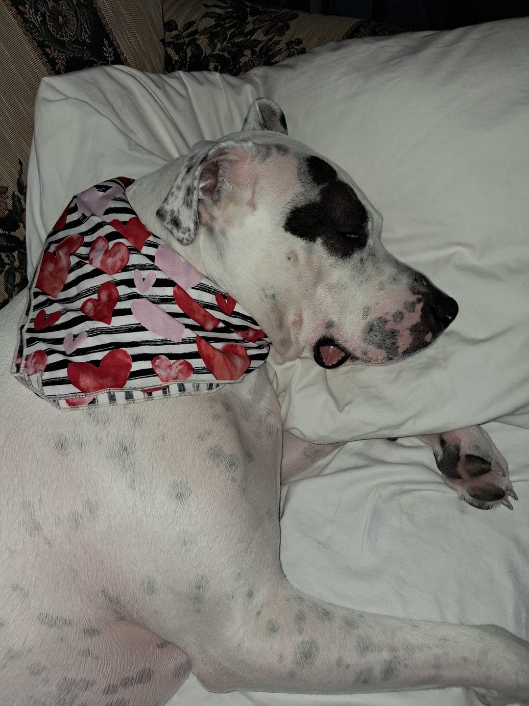 Customer photo review of Bandanas