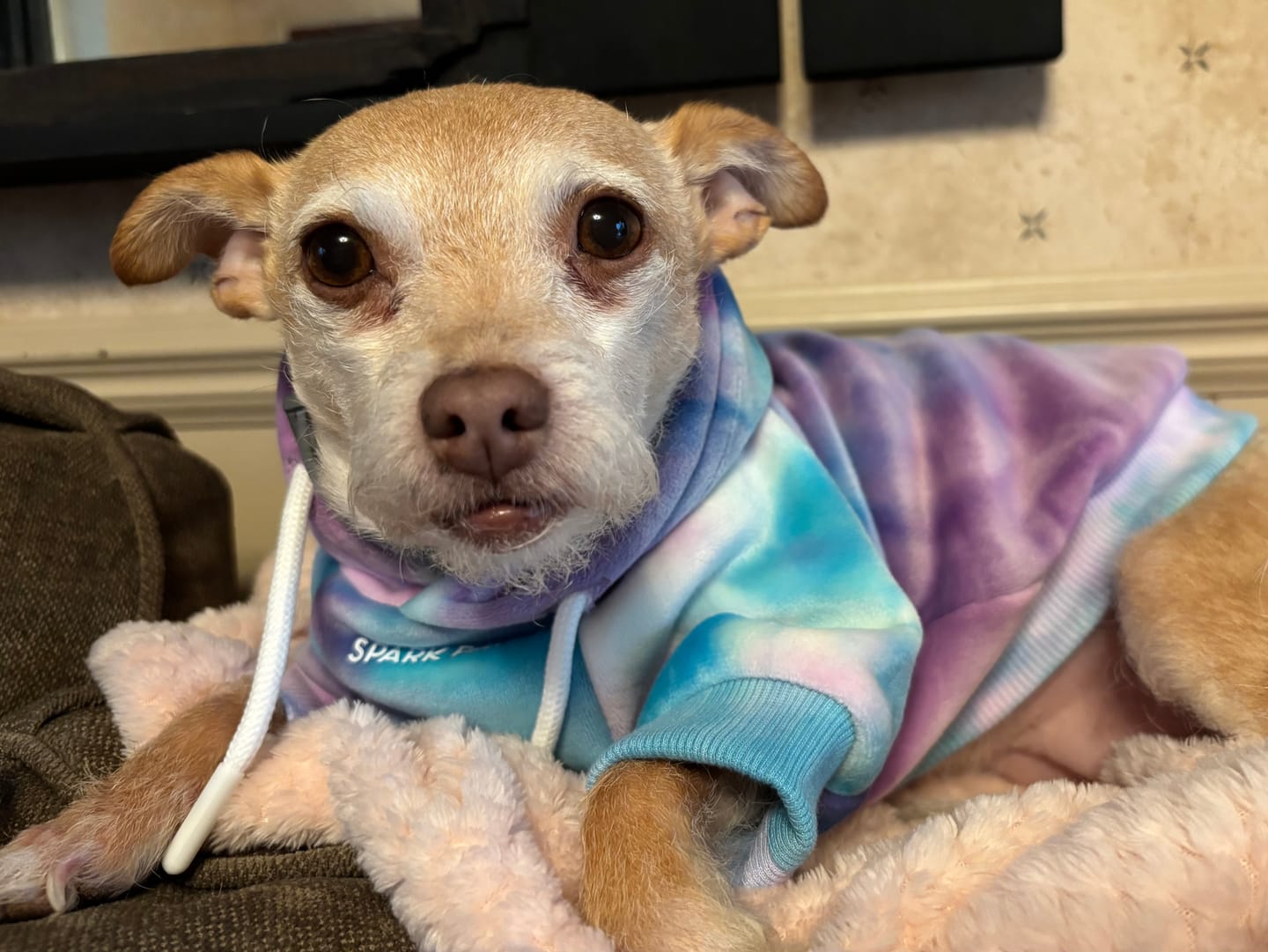 Customer photo review of Velvet Dog Hoodie - 90s Retro