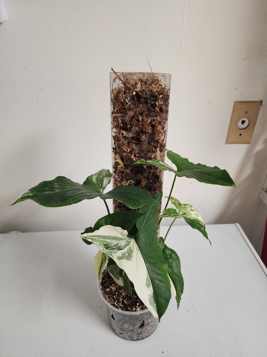 Customer photo review of Syngonium podophyllum albo variegata