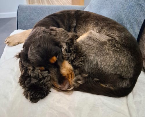 Customer photo review of Vimy & DryDogs Lightweight Waterproof Raincoat with Harness Hole Zip