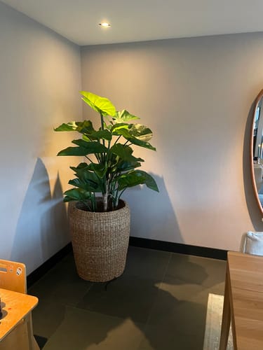 Customer photo review of Alocasia Kunstplant 165cm