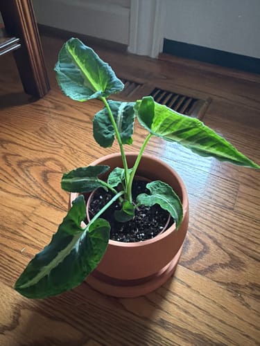 Reviewer's healthy Syngonium Wendlandii plant with dark, arrow-shaped leaves in a terracotta pot on a wood floor.