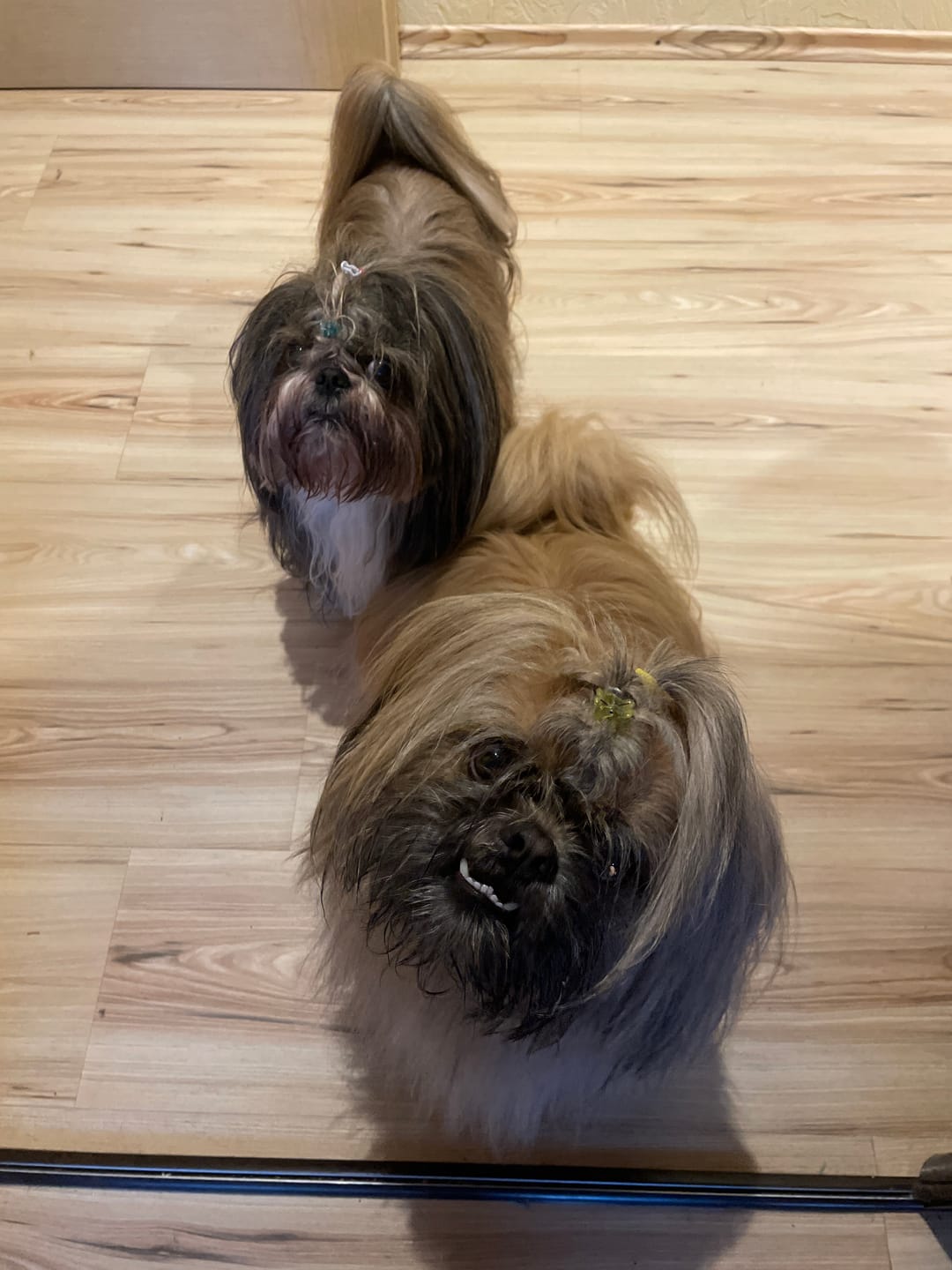 Customer photo review of Konservi suņiem ar MEDĪJUMU gaļu, kartupeļiem un burkāniem